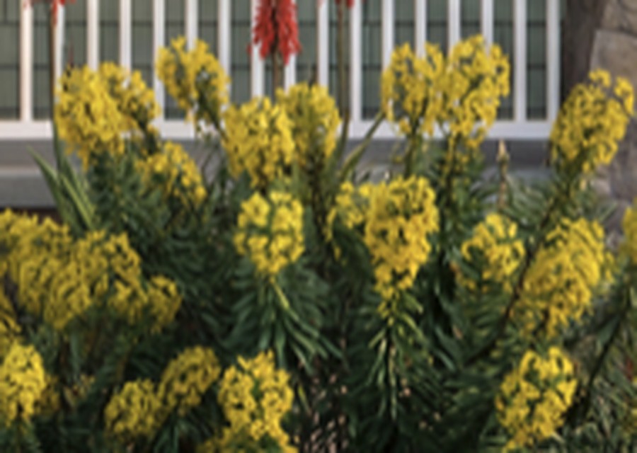 Drought-tolerant landscape and garden planting